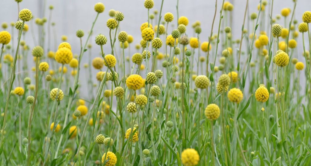 Pycnosorus chrysanthes - Golden Billy Buttons. The Billy Buttons are at their best at the moment. You can never have too much yellow in the garden!