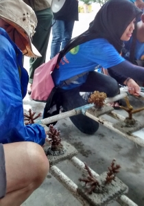 Day 4 Planting corals on metal frames