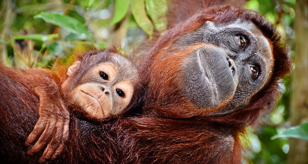 Photo: Orangutans at Tanjung Puting. Photo: Gemma i Jere | Flickr | CC BY-NC-ND 2.0
